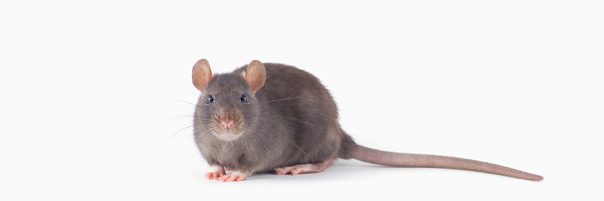 mice img